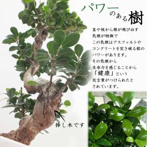 観葉植物 おしゃれ 大型 本物 ガジュマル フ...の詳細画像2