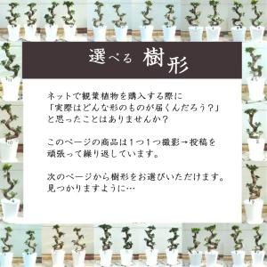 観葉植物 おしゃれ 大型 本物 ガジュマル フ...の詳細画像3