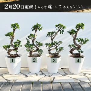 観葉植物 おしゃれ 大型 本物 ガジュマル フ...の詳細画像4