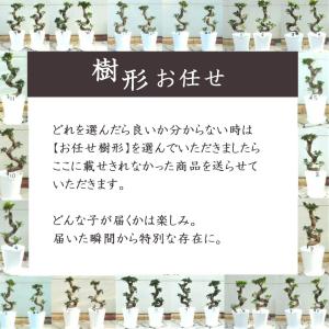 観葉植物 おしゃれ 大型 本物 ガジュマル フ...の詳細画像5