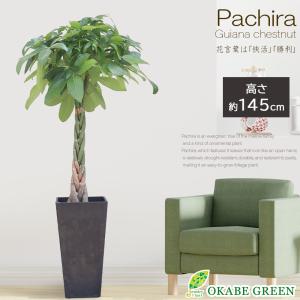 観葉植物 おしゃれ 大型 ゴムの木 フィカス アルテシマ 幹曲がり