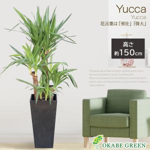 観葉植物 おしゃれ 大型 本物 シェフレラ ホンコンカポック グリーン