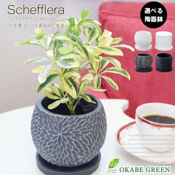 観葉植物 おしゃれ 室内 シェフレラ ホンコンカポック ハッピーイエロー 4号 選べる陶器鉢 観葉植...