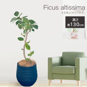 Okabe Green Jewelryplant ゴムの木 植物の種類で選ぶ Yahoo ショッピング