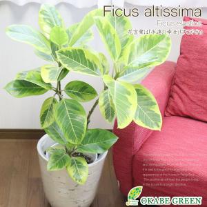 観葉植物 おしゃれ 大型 種類 ゴムの木 フィカ...の商品画像