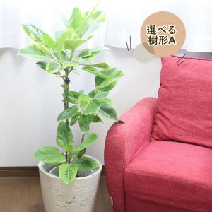 観葉植物 おしゃれ 大型 種類 ゴムの木 フィ...の詳細画像1