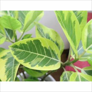 観葉植物 おしゃれ 大型 種類 ゴムの木 フィ...の詳細画像3