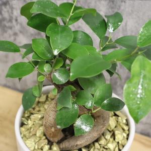 観葉植物 おしゃれ 大型 種類 ゴムの木 フィ...の詳細画像4