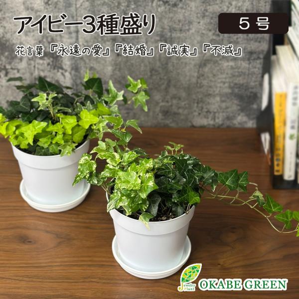 観葉植物 お中元 おしゃれ アイビー 3色盛 5号 白プラスチック鉢 ラッピング無料 品種お任せ 誕...