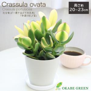観葉植物 種類 室内 金のなる木 斑入り 白プラ...の商品画像