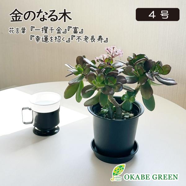 観葉植物 おしゃれ 金のなる木 4号 黒プラスチック鉢 成金草 桜花月 多肉植物 お祝い お歳暮 プ...