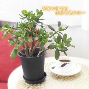 観葉植物 おしゃれ 金のなる木 4号 黒プラス...の詳細画像1