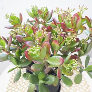 観葉植物 おしゃれ 金のなる木 4号 黒プラス...の詳細画像2