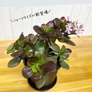 観葉植物 おしゃれ 金のなる木 4号 黒プラス...の詳細画像3