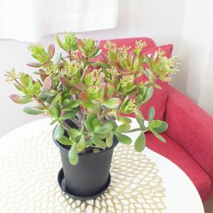 観葉植物 おしゃれ 金のなる木 4号 黒プラス...の詳細画像5
