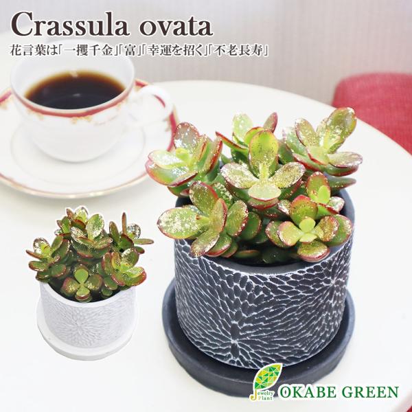 観葉植物 おしゃれ 金のなる木 ゴールドラメ 選べる白黒筒陶器鉢 成金草 花月 多肉植物 お祝い 母...