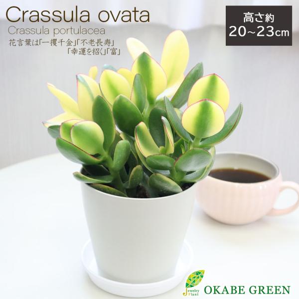 観葉植物 種類 室内 金のなる木 斑入り 白プラスチック鉢 4号 黄金花月 成金草 花月 多肉植物 ...