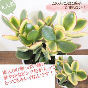 観葉植物 種類 室内 金のなる木 斑入り 白プ...の詳細画像2