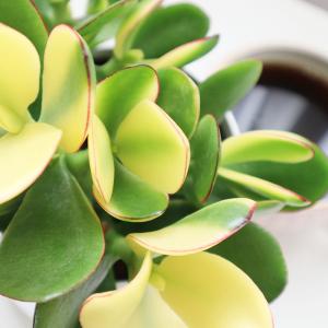 観葉植物 種類 室内 金のなる木 斑入り 白プ...の詳細画像3