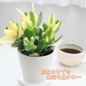 観葉植物 種類 室内 金のなる木 斑入り 白プ...の詳細画像4