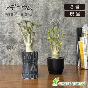 希少品種 観葉植物 パキポディウム 恵比寿大黒 4号 現品 ミニ デザイン