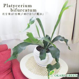 コウモリラン 8号 白い丸陶器鉢 受皿付 観葉植物 おしゃれ お祝い 誕生プレゼント ギフト 引越祝 新築祝風水 種類一覧 鉢植え 敬老の日 Ko 51 3 Okabe Green Jewelryplant 通販 Yahoo ショッピング