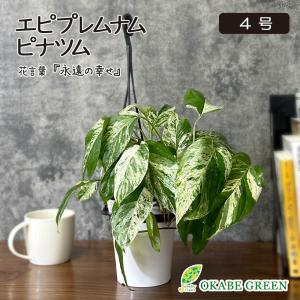 観葉植物 メキシコ ソテツ ザミア フルフラケア 現品 6号 黒陶器鉢