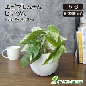鉢植え 母の日 ギフト プレゼント 観葉植物 アガベ アメリカーナ