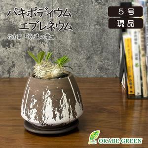 希少品種 観葉植物 お中元 パキポディウム 恵比寿大黒 5号 現品 ミニ