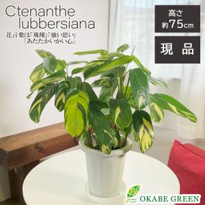 観葉植物 おしゃれ メキシコ ソテツ ザミア フルフラケア 現品 6号 黒