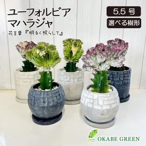 観葉植物 おしゃれ パキポディウム ロスラーツム グラキリス 【現品