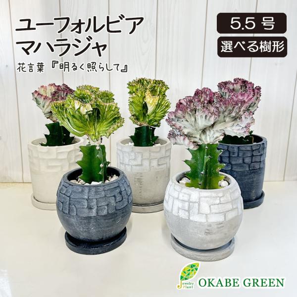 観葉植物 ユーフォルビア マハラジャ 現品 デザイン陶器鉢 5.5号 選べる樹形 多肉植物 誕生日 ...