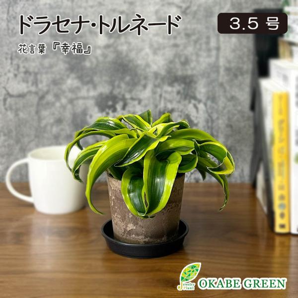 観葉植物 種類 室内 ドラセナ トルネード 3.5号 プラスチック鉢 鉢皿付 おしゃれ お祝い ギフ...