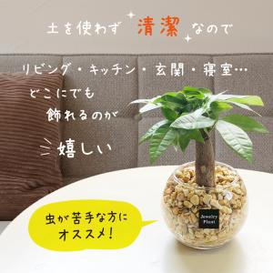 ハイドロカルチャー サンスベリア 観葉植物 土...の詳細画像1