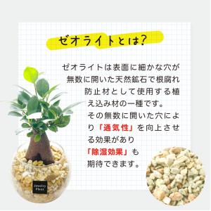 ハイドロカルチャー サンスベリア 観葉植物 土...の詳細画像2