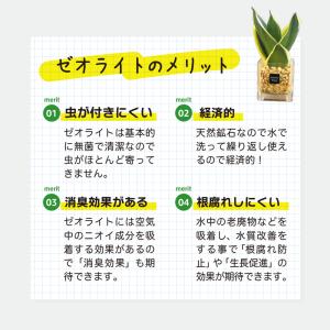 ハイドロカルチャー サンスベリア 観葉植物 土...の詳細画像3