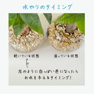 ハイドロカルチャー サンスベリア 観葉植物 土...の詳細画像4