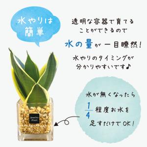ハイドロカルチャー サンスベリア 観葉植物 土...の詳細画像5