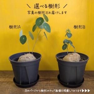 希少品種 観葉植物 ステファニア エレクタ 選...の詳細画像1