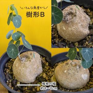 希少品種 観葉植物 ステファニア エレクタ 選...の詳細画像3