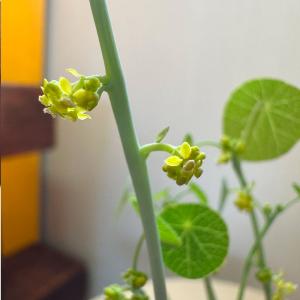 希少品種 観葉植物 ステファニア エレクタ 選...の詳細画像5