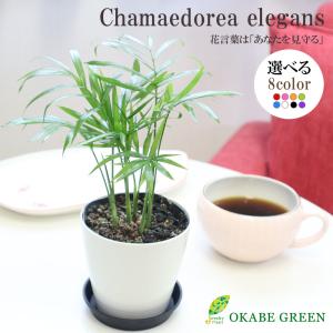 Okabe Green ヤシ 植物の種類で選ぶ Yahoo ショッピング