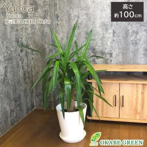 観葉植物 おしゃれ 希少品種 ユッカ デスメティアーナ 8号 現品 レア