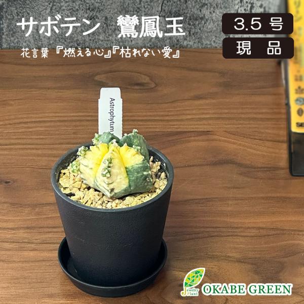 観葉植物 希少 サボテン ランポー玉 鸞鳳玉 現品 黒プラスチック鉢 ラッピング無料 多肉植物 おし...