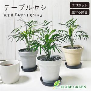 テーブルヤシ 5号 白セラアート鉢 受皿付 観葉植物 おしゃれ ミニ お祝い 誕生日プレゼント インテリア ディスプレイ 送料無料 Ky 54 Okabe Green Jewelryplant 通販 Yahoo ショッピング