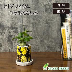観葉植物 おしゃれ 室内 フィロデンドロン バーキン 選べる樹形 5号 丸