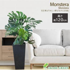 【B級品/大型観葉植物】ハート型の丸い葉っぱが人気♪フィカスウンベラータ 8号鉢 観葉植物 ハートの葉っぱ おしゃれ 大型 本物 ウンベラータ フィカス 7