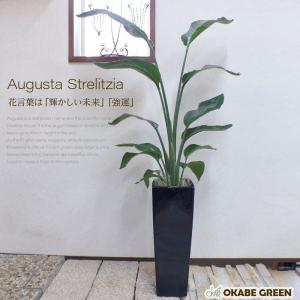 Okabe Green オーガスタ 植物の種類で選ぶ Yahoo ショッピング