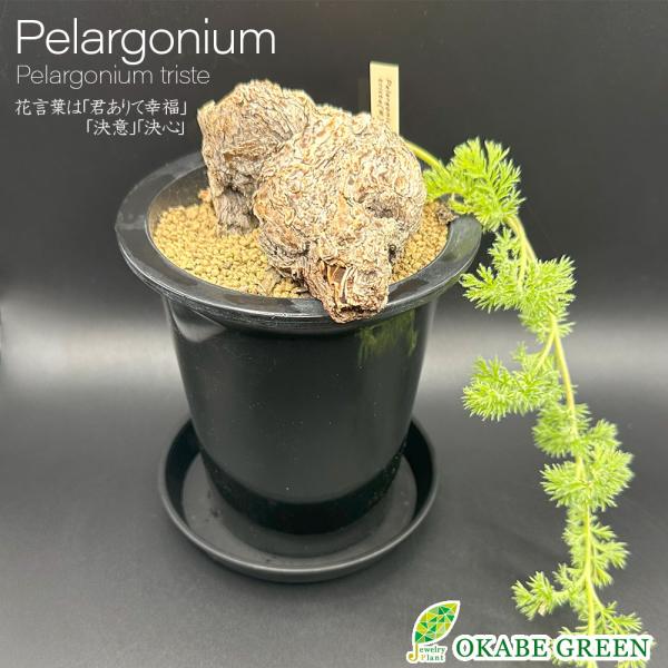 観葉植物 おしゃれ 希少品種 ペラルゴニウム トリステ 現品 4号 黒プラ鉢 受皿付 塊根植物 開店...