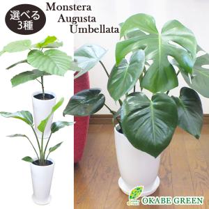 ウンベラータ オーガスタ モンステラ ６号 陶器鉢 受皿付き 観葉植物 おしゃれ 風水 種類一覧 中型 鉢植え 観葉植物 おしゃれ 風水 種類一覧 敬老の日 Oi 79 153 Okabe Green Jewelryplant 通販 Yahoo ショッピング